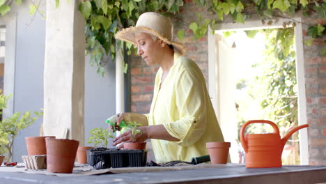 focused senior biracial woman watering plants in pots in garden at home, slow motion