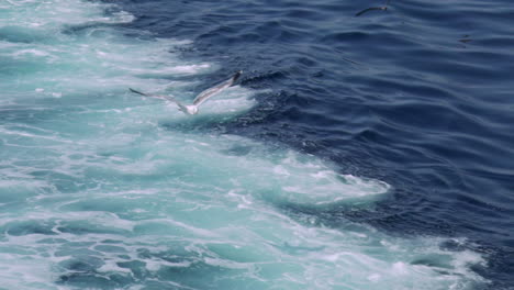 Tight-shot-of-group-of-seagulls,-flying-over-a-ship-wake-at-open-sea-120fps