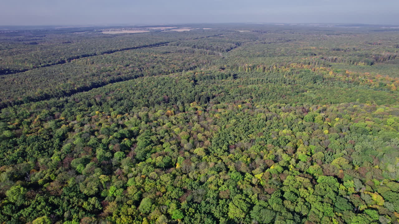 Vista aerea dall'alto di una foresta in autunno