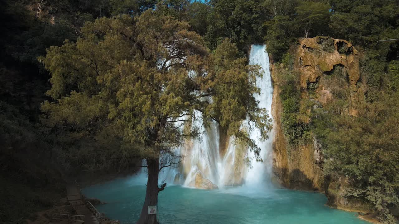 río y estanque celestiales de color turquesa detrás de un majestuoso árbol en la selva mexicana, panorámica