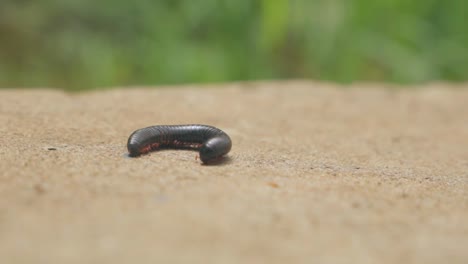 static slow motion 60fps shot of a millipede in pain