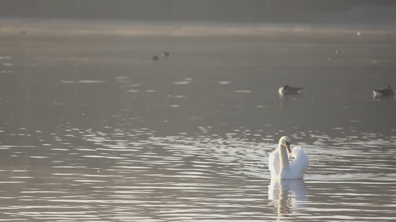 cisne en el agua que viene hacia la cámara en cámara lenta