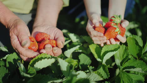 the hands of the elderly man and the girls next to him hold a ripe strawberry the harvest of organic