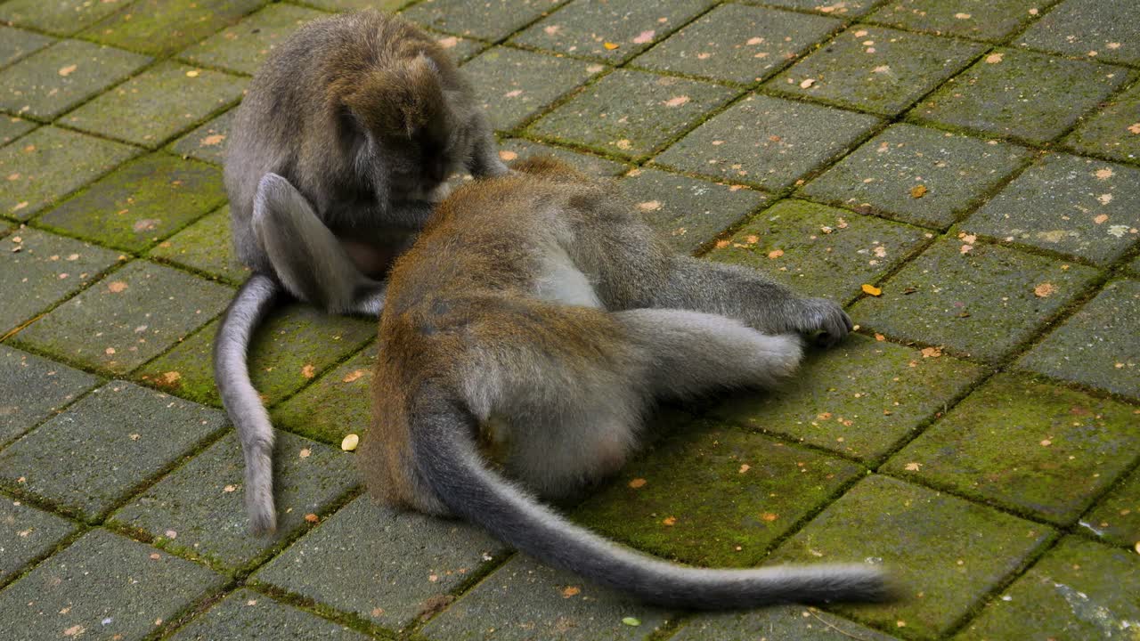 toma estática de monos macacos en el santuario del bosque sagrado de monos en bali, indonesia, durante la eliminación de piojos en el suelo
