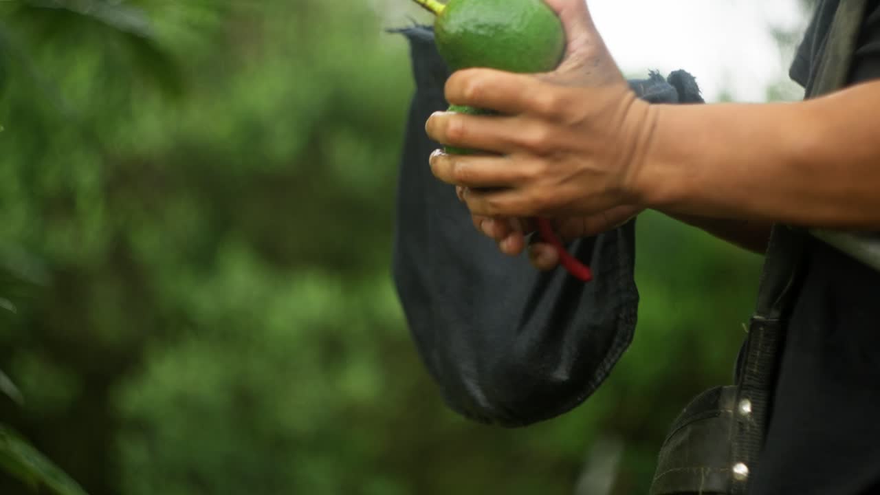 Person slicing the top off a ripe avocado in Uruapan, Michoacán, Mexico, highlighting fresh green fruit