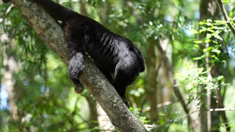 mono aullador en la jungla sentado en los árboles