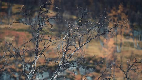 dark and twisted thin branches of the dwarf birch tree