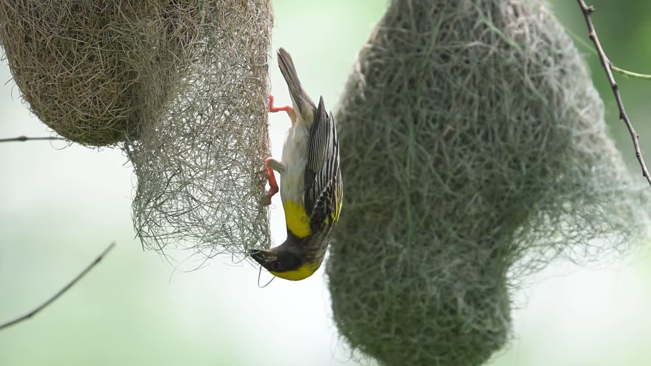Male Baya Weaver captured in detail while constructing woven nest