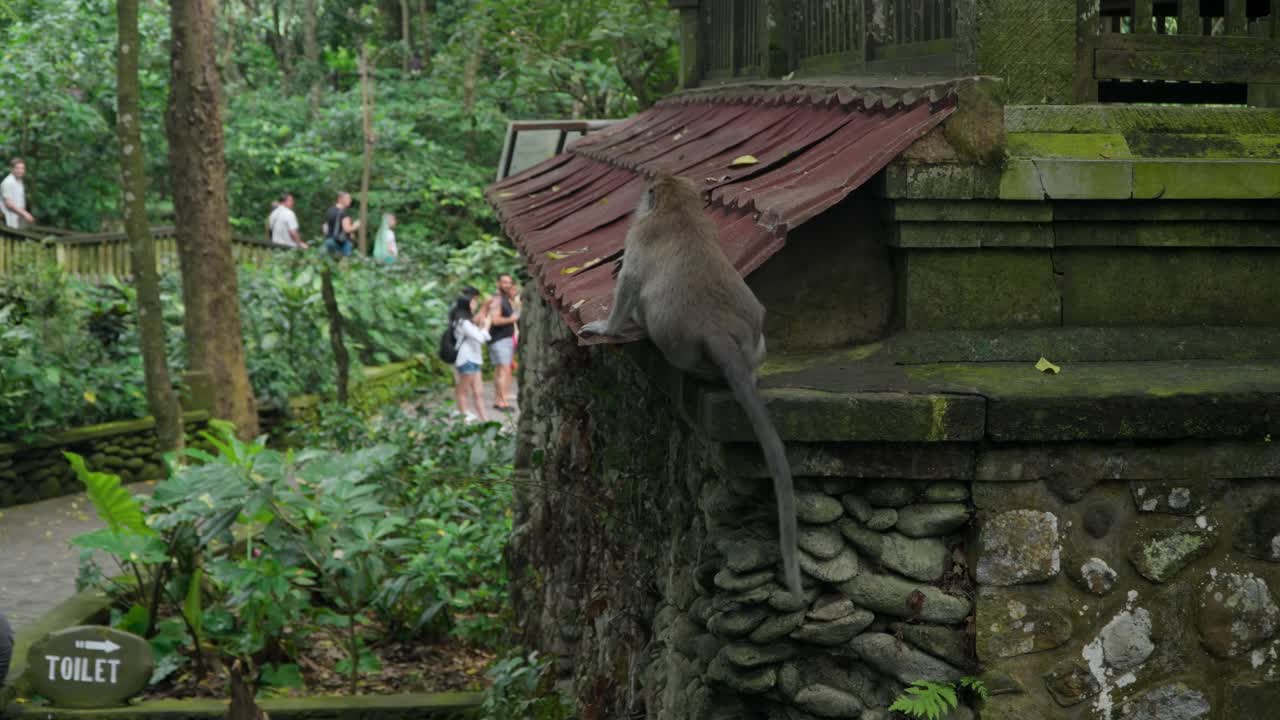 Monkey walking along the roof of a shelter in lush Ubud Monkey Forest, surrounded by greenery as tourists walk in background
