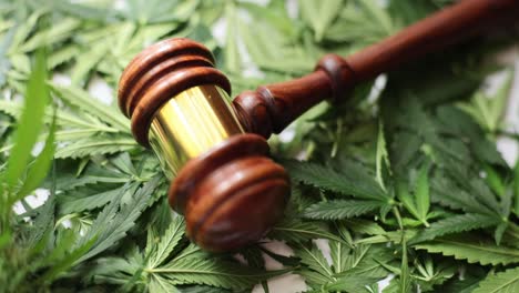 Cannabis Legalization