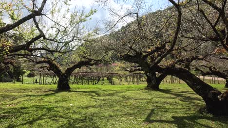 time-lapse of trees blooming in an orchard