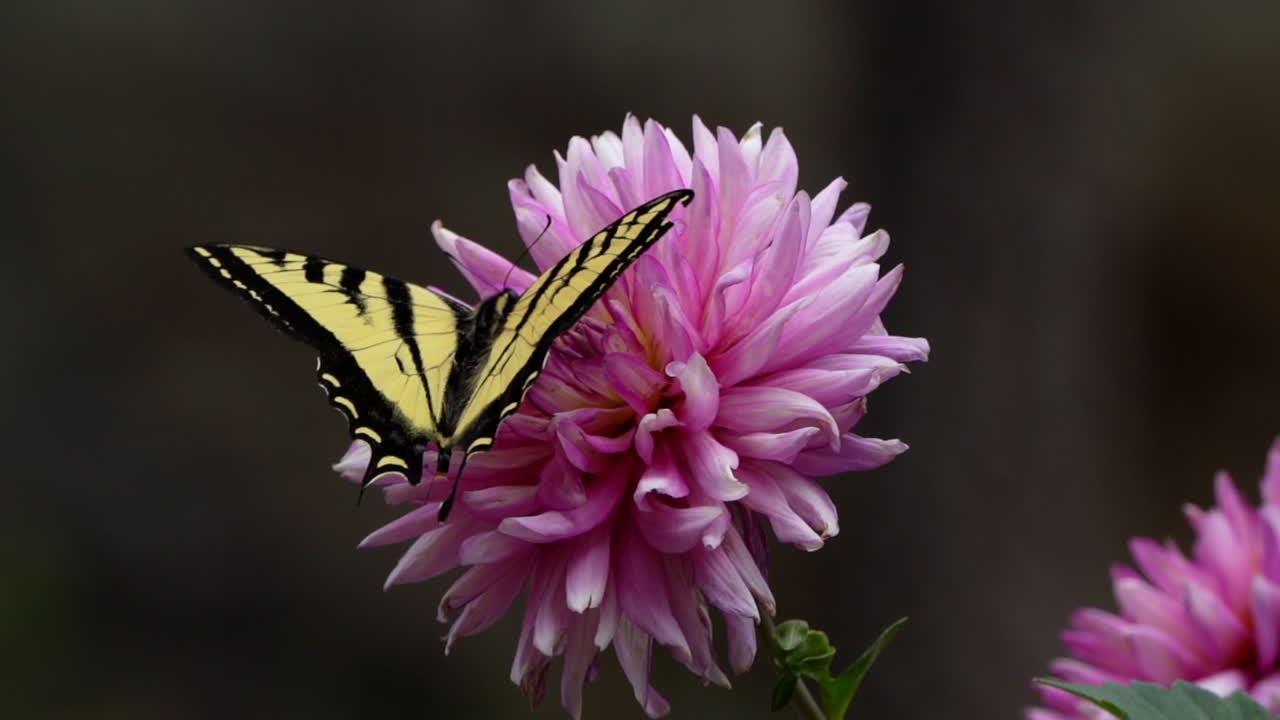 Farfalla coda di rondine su un fiore rosa