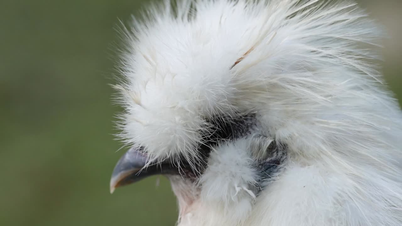 Primo piano che evidenzia le soffici piume bianche e il becco distintivo di una gallina Moroseta