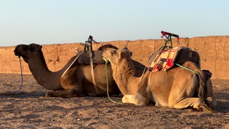 Two Arabian camels lying down on ground with saddles mounted on back