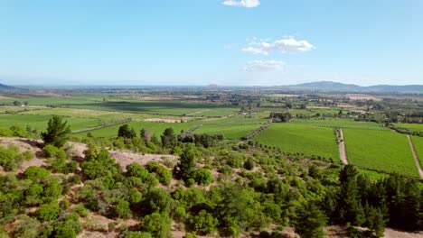 aerial view establishing vineyards in the maule valley with sunset light, chilean wine production