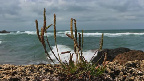 colorful sea flowers in summer