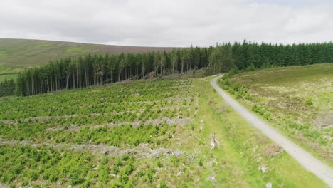 majestuosos campos verdes y bosque de glencree irlanda carretera de montaña