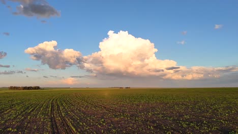 aerial drone footage flying over agricultural farmlands during summer, corn and soy bean farming with cloud build up in free state, south africa
