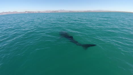 Toma-Aerea-De-Un-Tiburon-Ballena-Nadando-En-El-Mar-De-Cortez,-La-Paz,-Baja-California-Sur