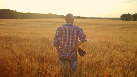 view from the back: a gray-haired elderly male farmer in a shirt looks at a sunset field of wheat after a day's work. tractor driver takes off his cap at sunset looking at the field of cereal