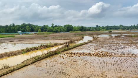 Un-Granjero-Cría-Patos-Para-Comer-Alimañas-En-Un-Humedal,-Rodeado-De-Un-Hermoso-Paisaje-Rural-Que-Incluye-Un-Pequeño-Río