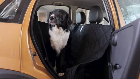 Un-Perro-Entrando-En-Un-Transportador-De-Perros-Durante-El-Verano-En-Europa.