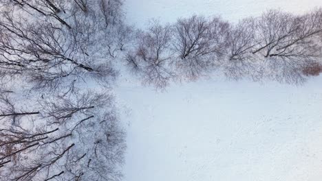 birdseye orbital view, winter woodland wonderland, towering trees