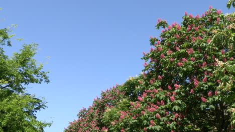 indian chestnut trees in bloom with pink and yellow colors