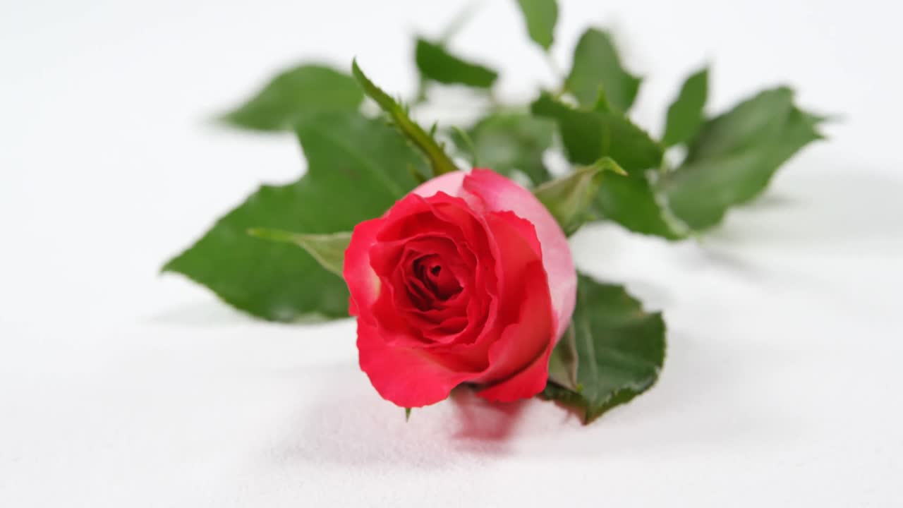 Rosa rosa fresca su superficie bianca 4k