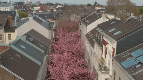 Drohne---Drohnenaufnahme-Aus-Der-Luft-Von-Der-Kirschblauen-Kirschblüte-In-Der-Heerstraße-Heerstraße-Breite-Straße-Bonn-30p