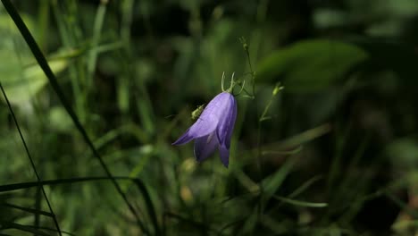 sweet violet flower with green bug, purple harebell, insect and greenery