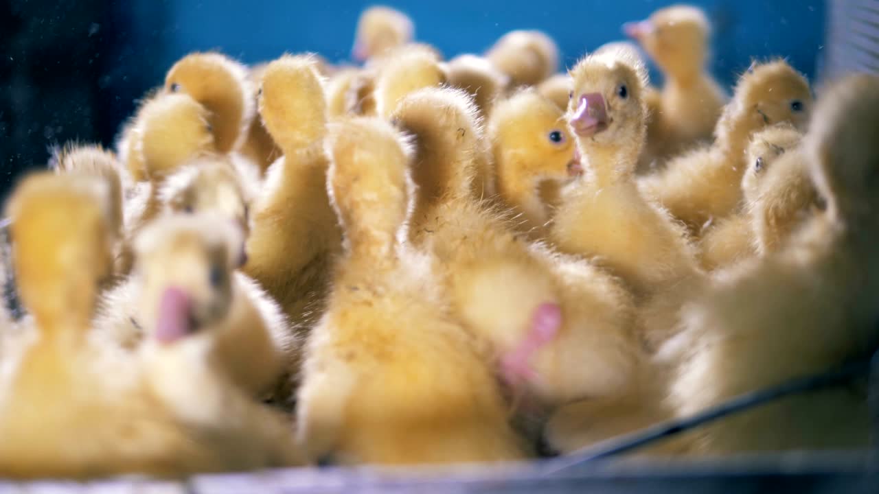 작은 오리 새끼 들 은 금속 용기 에 비고 있다