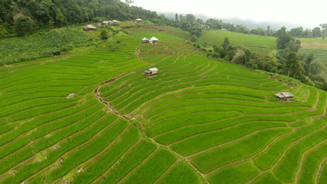 rice field terrace on mountain agriculture land.