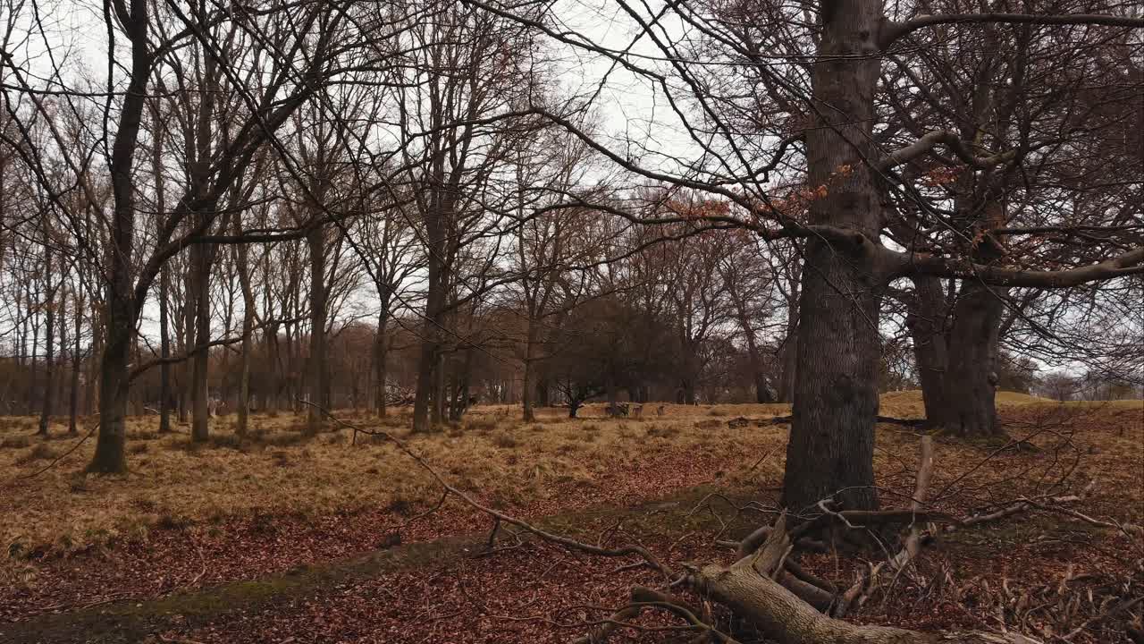 Drone voando em Dyrehaven, parque de cervos em Copenhague, com cervos fugindo do drone.