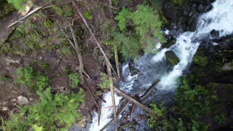 Lush-canopy,-flowing-creek,-Washington-rainforest,-aerial-spiral-descend