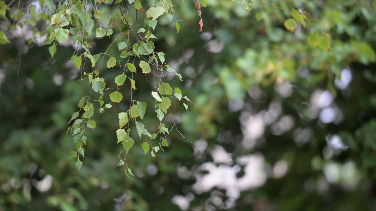 Hanging birch tree branches with fading green leaves