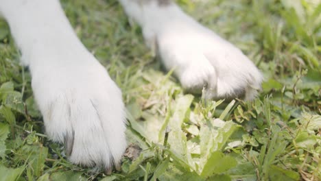 close up of the white paws of a dog lying in the grass under a tree on a sunny day