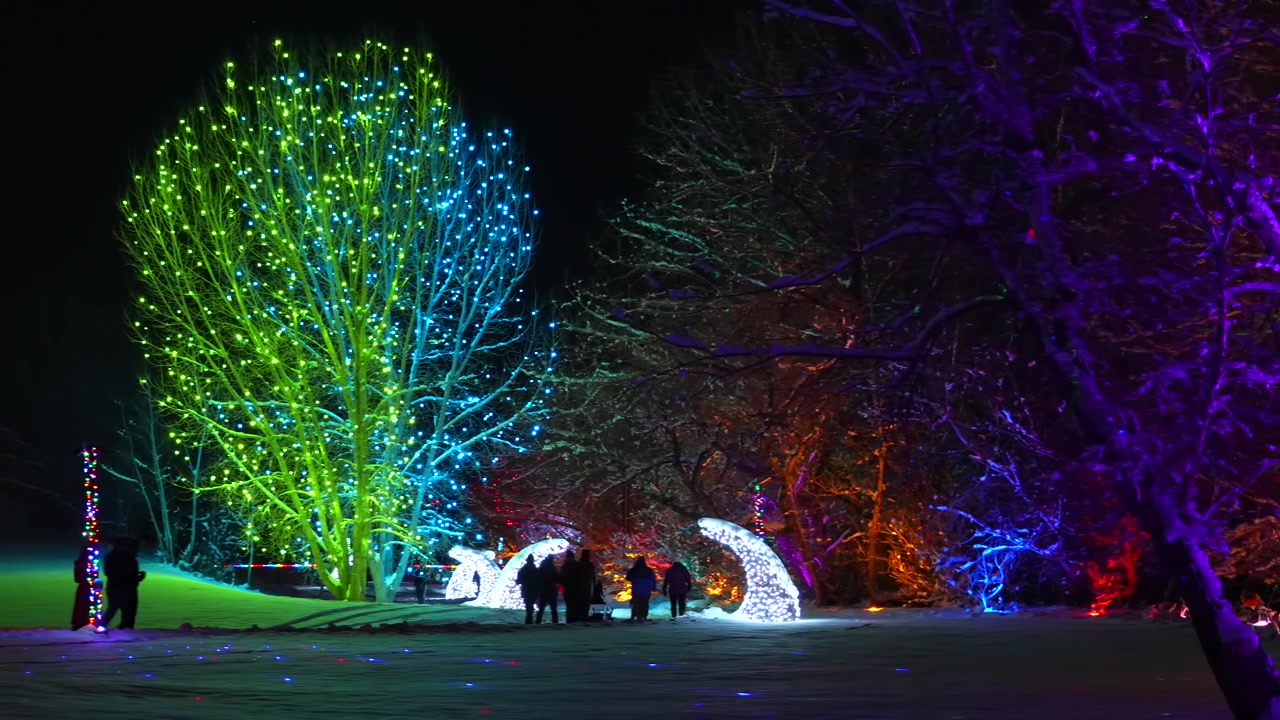 Chatfieldin kasvitieteellisen puutarhan Farms Trail of Lights -valopolku, värikkäät LED-joulukoristevalot, puut, ihmiset kävelemässä lumipeitteisellä polulla, joulu- ja lomajuhla, Littleton Colorado Denver, yö, ilta, hämärä, panoraama