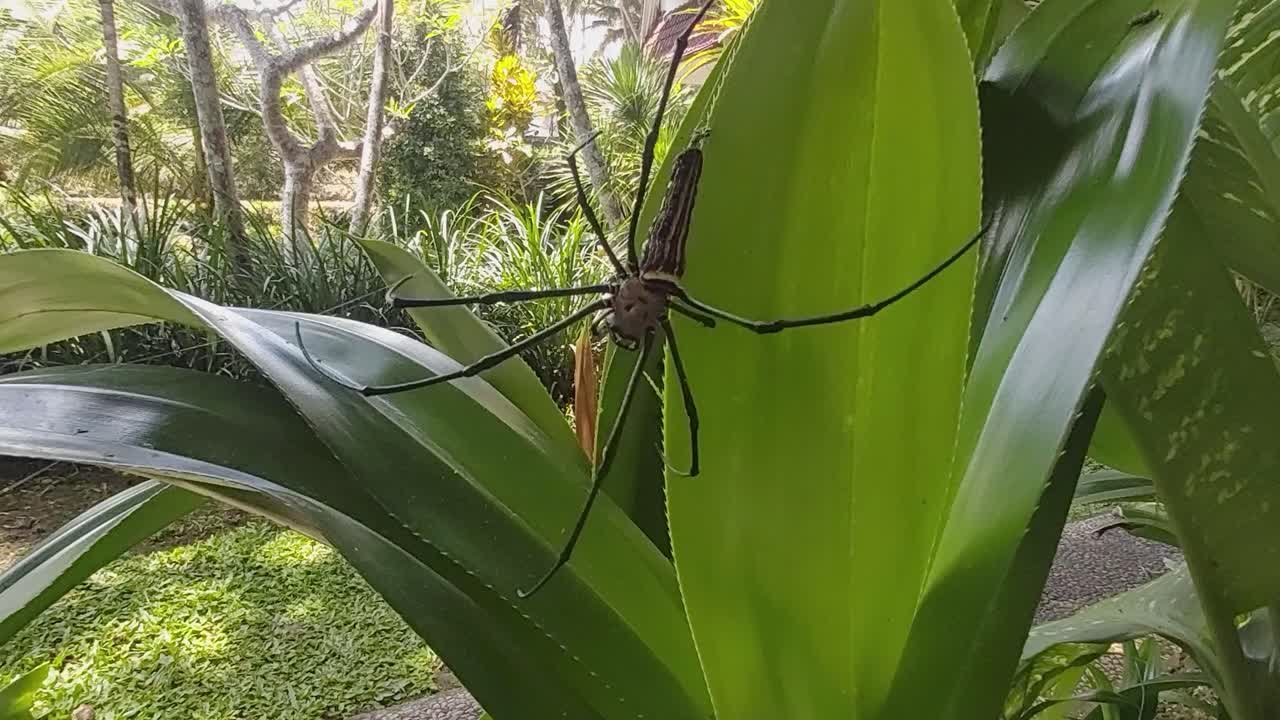 araña gigante colgando de una telaraña