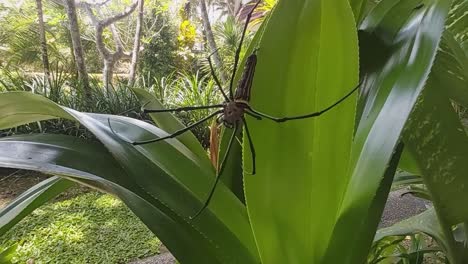 Araña-Gigante-Colgando-De-Una-Telaraña