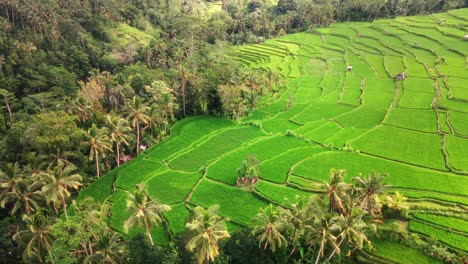 Beautiful-aerial-view-of-drone-flying-between-misty-foggy-palms,-trees-surrounded-by-rice-fields-in-a-tropical-forest-Bali,-Indonesia-4k---cinematic-agriculture-tourism-destination-shot