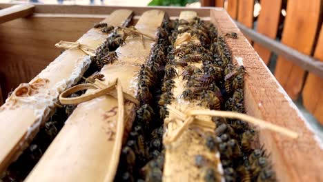 Close-up-shot-of-many-bees-on-nest-during-sunny-day---beekeeping-in-garden