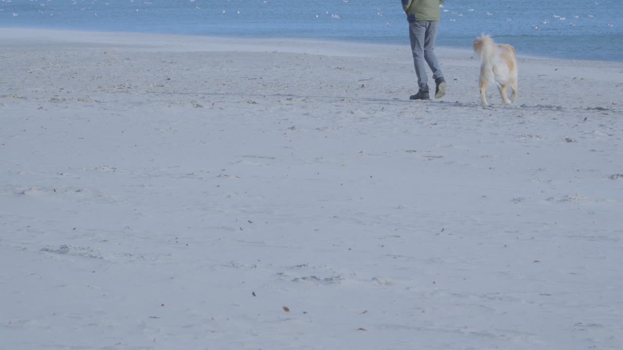 밝은 큰 개가 해변에서  ⁇ 고 그의  ⁇ 들러와 함께 놀기를 기대합니다.