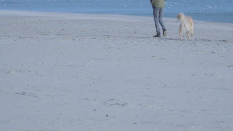 un perro grande y brillante camina por la playa y espera jugar con su controlador.