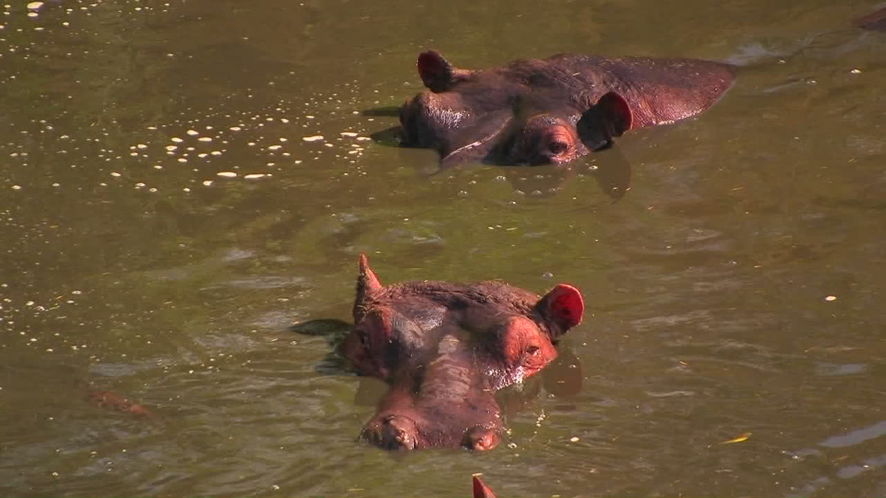 dos hipopótamos yacen sumergidos en el agua, uno mueve la oreja y el otro levanta la cabeza mientras el agua fluye a su alrededor