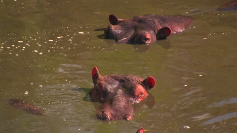 dos hipopótamos yacen sumergidos en el agua, uno mueve la oreja y el otro levanta la cabeza mientras el agua fluye a su alrededor