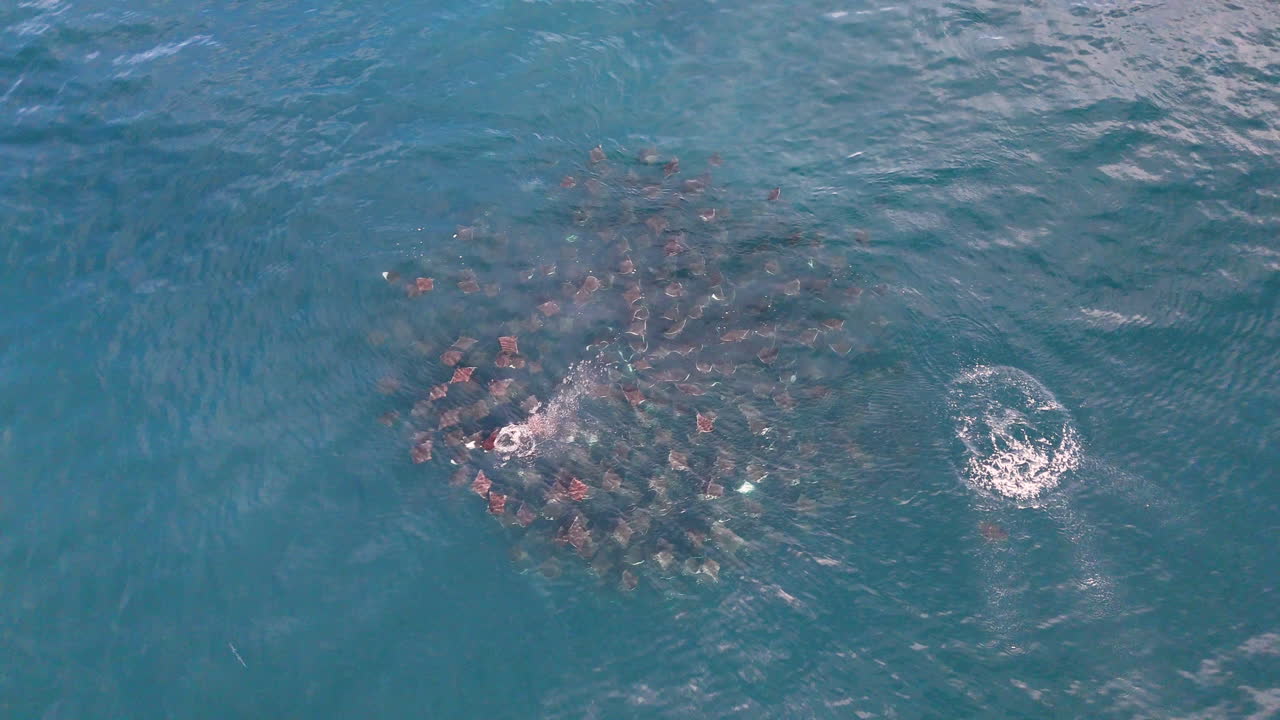 Aerial view of a school of stingrays swimming in unison near the surface off the coast of Baja California, stunning marine wildlife footage. With stingrays jumping out of the water.