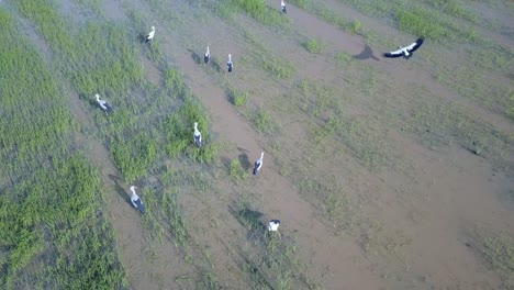 Blick-Auf-Den-Asiatischen-Offenschnabelstorch,-Der-Im-Reisfeld-In-Malaysia-Nach-Schnecken-Sucht