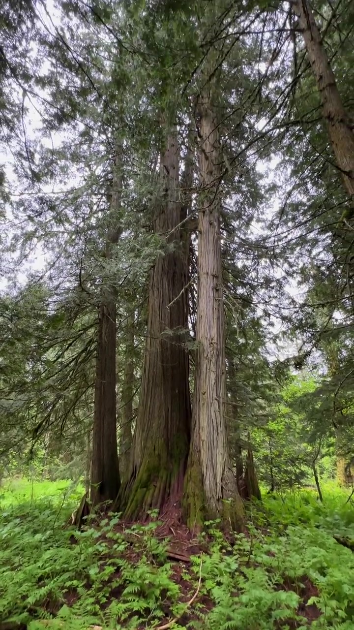 Alti cedri che si ergono nella lussureggiante e verde foresta pluviale temperata di Chun T'oh Whudujut.