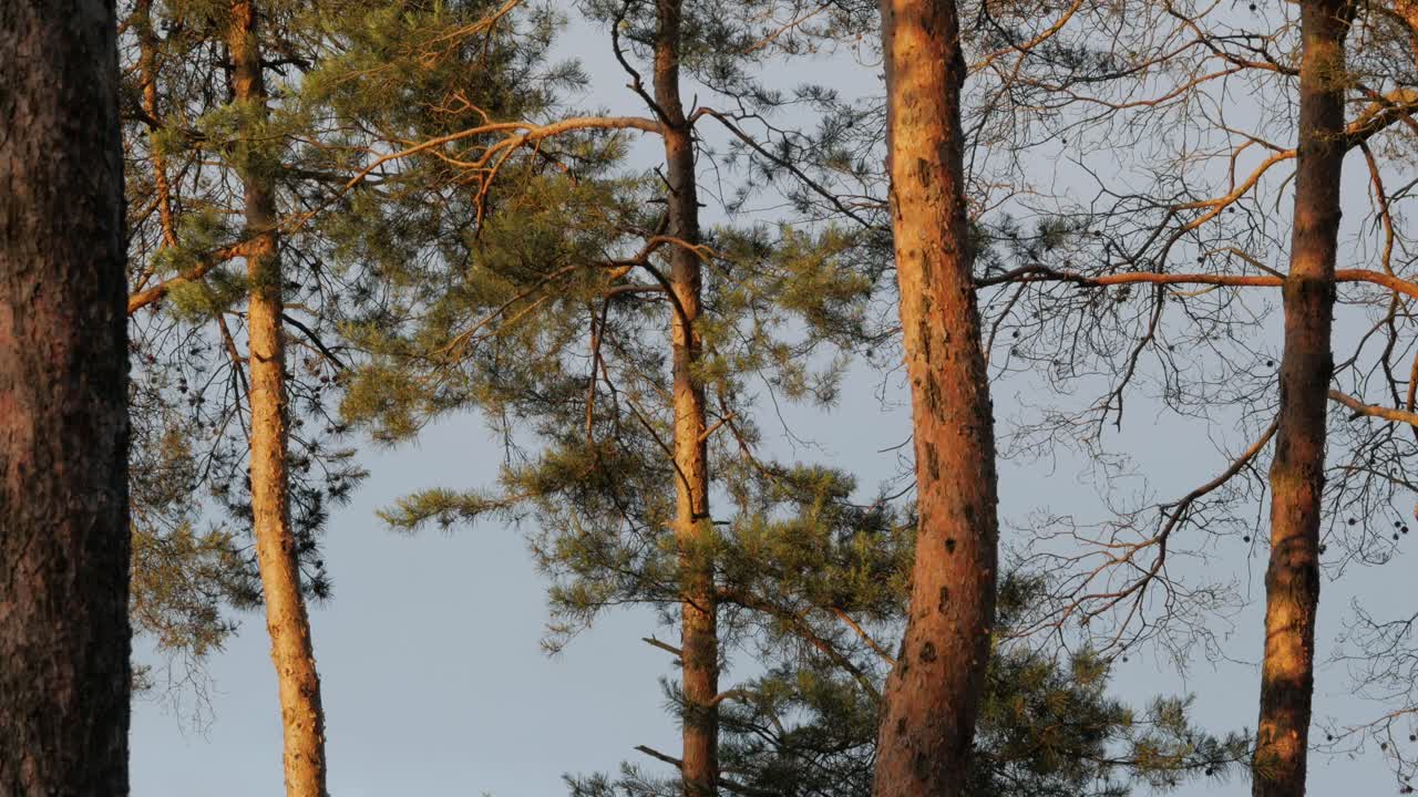 Tronchi di pini illuminati dalla luce del tramonto